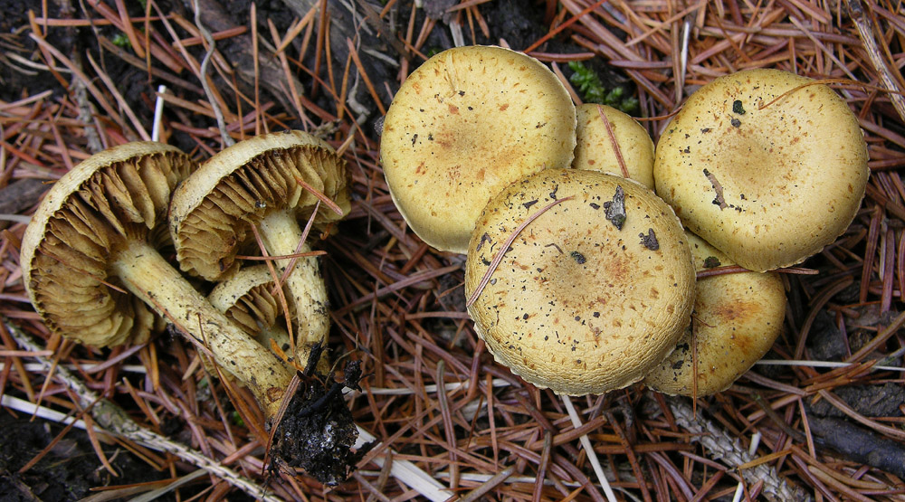 Come diventa Pholiota gummosa da vecchia...?